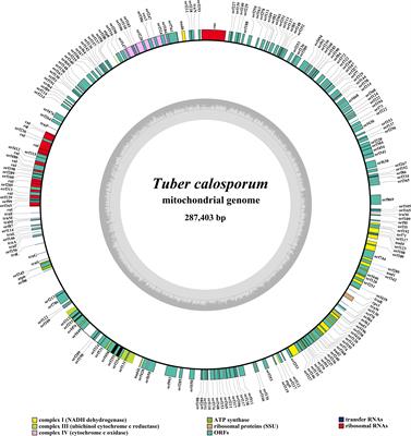 The 287,403 bp Mitochondrial Genome of <mark class="highlighted">Ectomycorrhizal Fungus</mark> Tuber calosporum Reveals Intron Expansion, tRNA Loss, and Gene Rearrangement